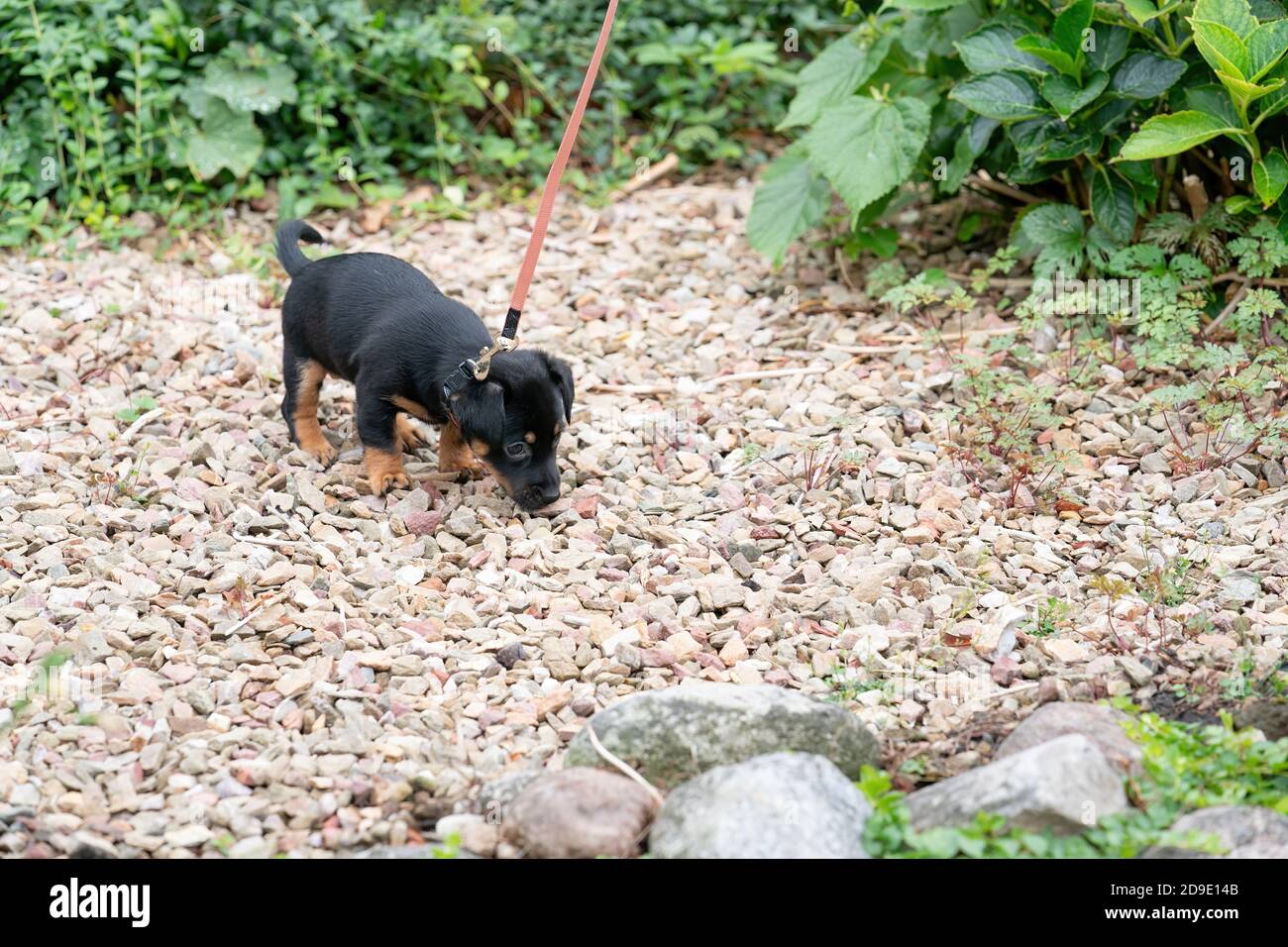Jack russell terrier puppy, walks for the first time on a leash w Stock Photo Alamy