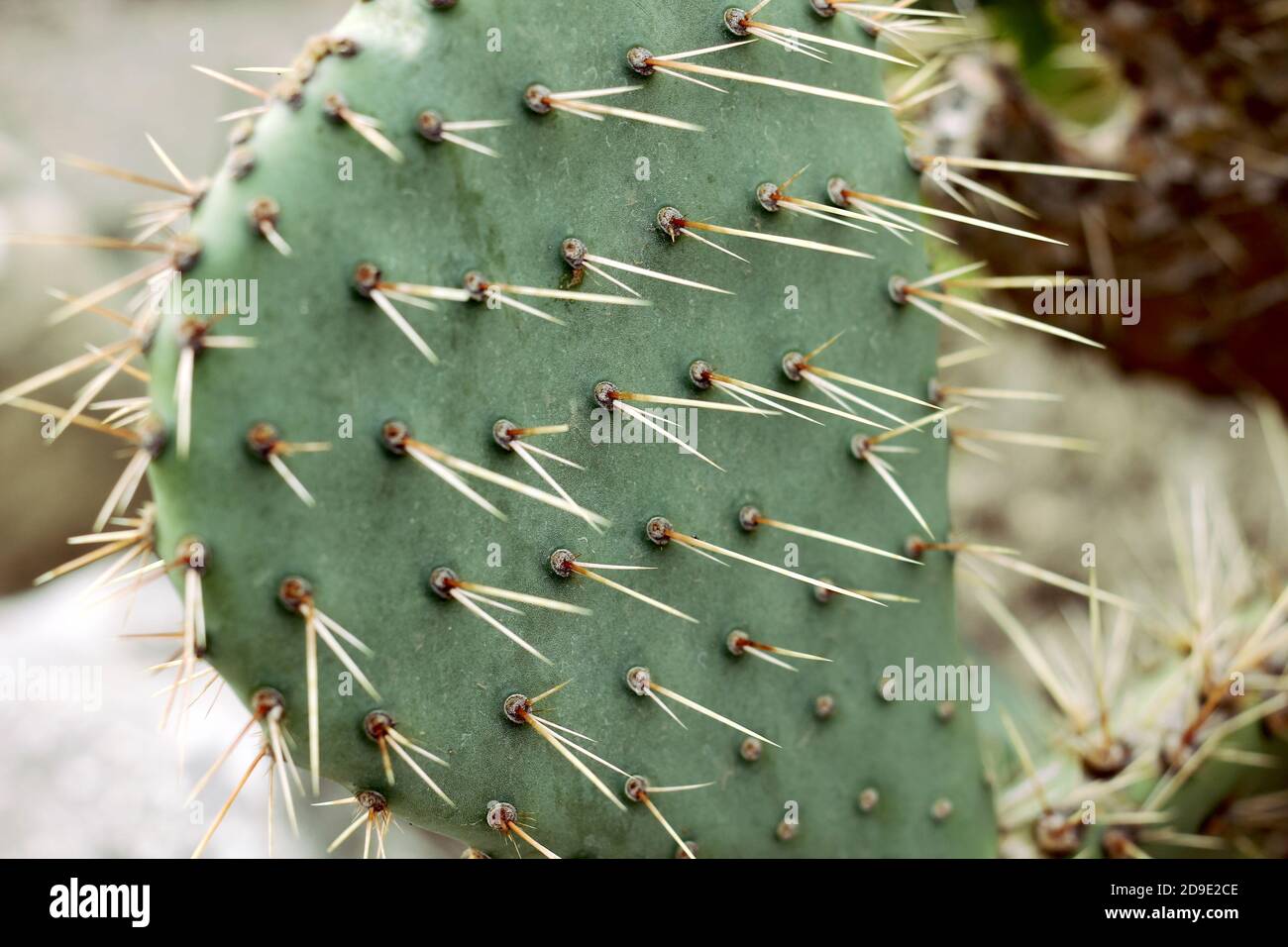 Big needles cactus hires stock photography and images Alamy