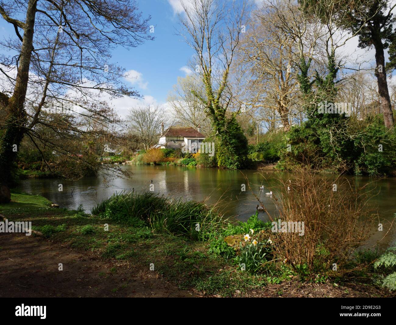 Trennick Mill duck pond, Boscawen Park, Truro, Cornwall Stock Photo Alamy