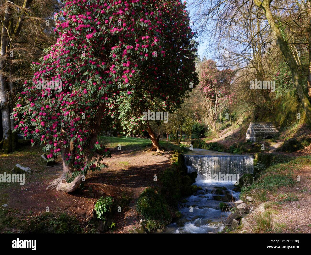 Cornwall Rhododendron Rhododendrons shelter the ancient well at Menacuddle, St Austell ...