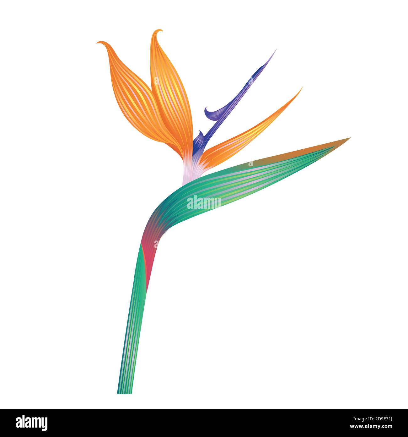 Beautiful flower isolated on white. Vector illustration. Stock Vector