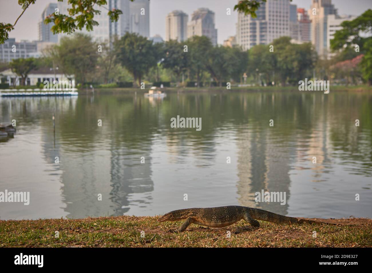 Bangkok, Thailand, March 2106. Lizard monitor in the lake of Lumpini Park. Stock Photo