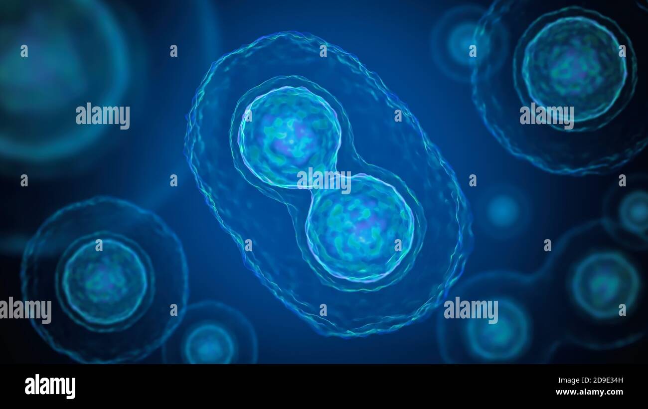 Mitosis cell division hires stock photography and images Alamy