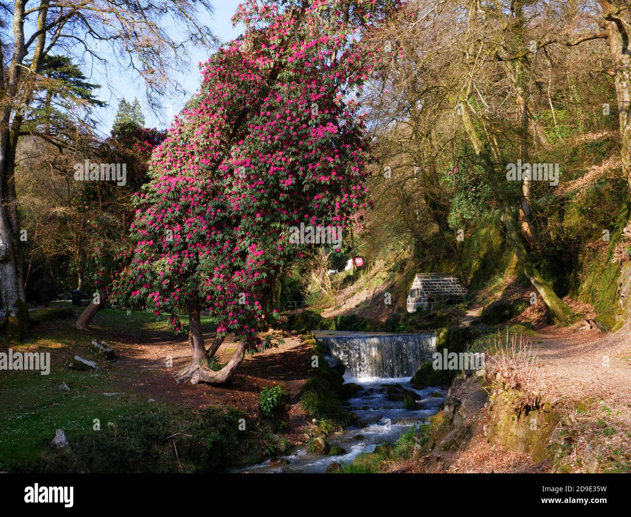 Cornwall Rhododendron Rhododendrons shelter the ancient well at Menacuddle, St Austell ...