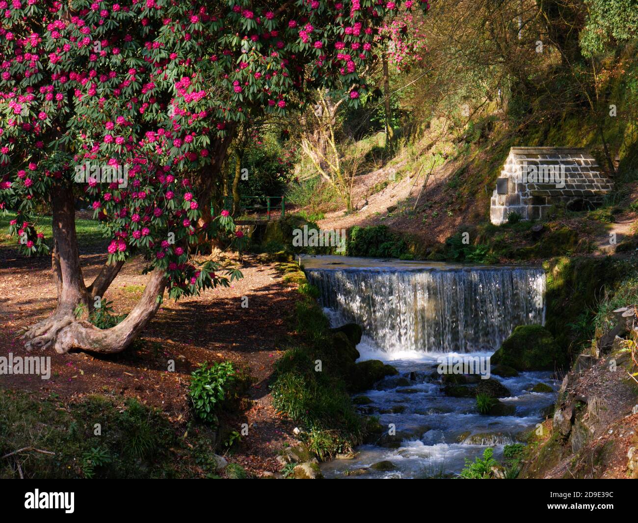 Cornwall Rhododendron Rhododendrons shelter the ancient well at Menacuddle, St Austell ...