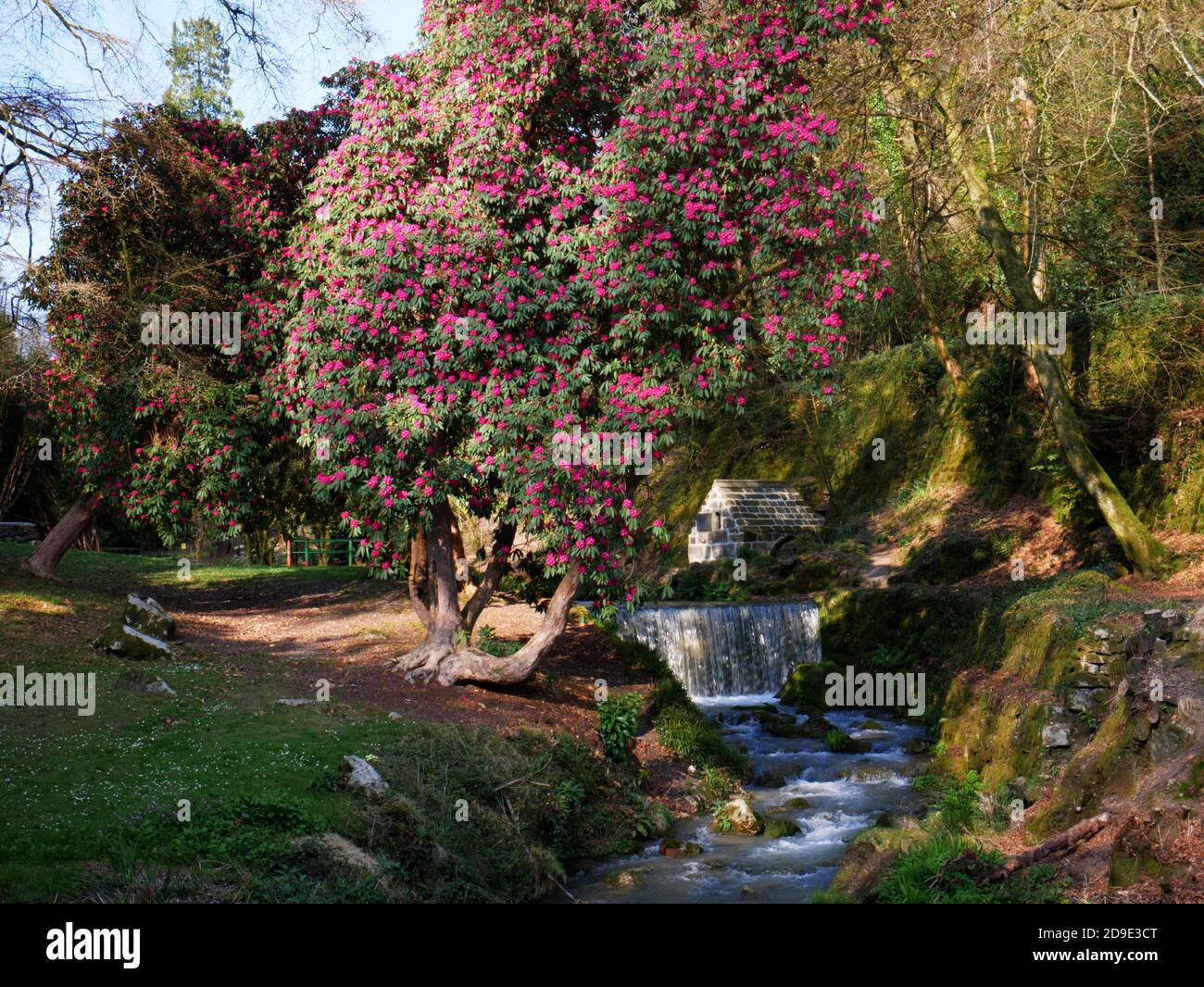 Cornwall Rhododendron Rhododendrons shelter the ancient well at Menacuddle, St Austell ...