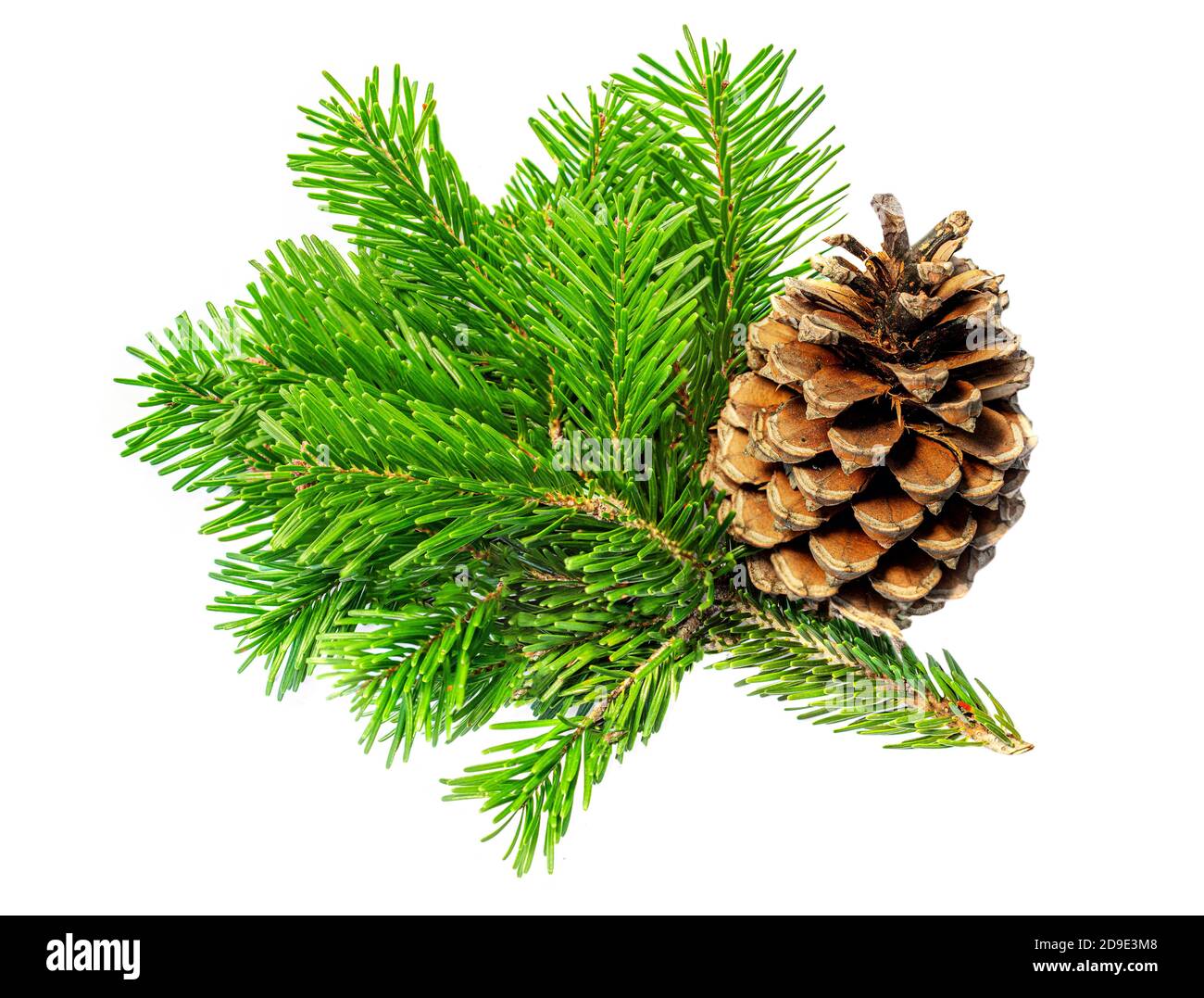 Christmas tree Fir Branch with pine cones isolated on white background ...