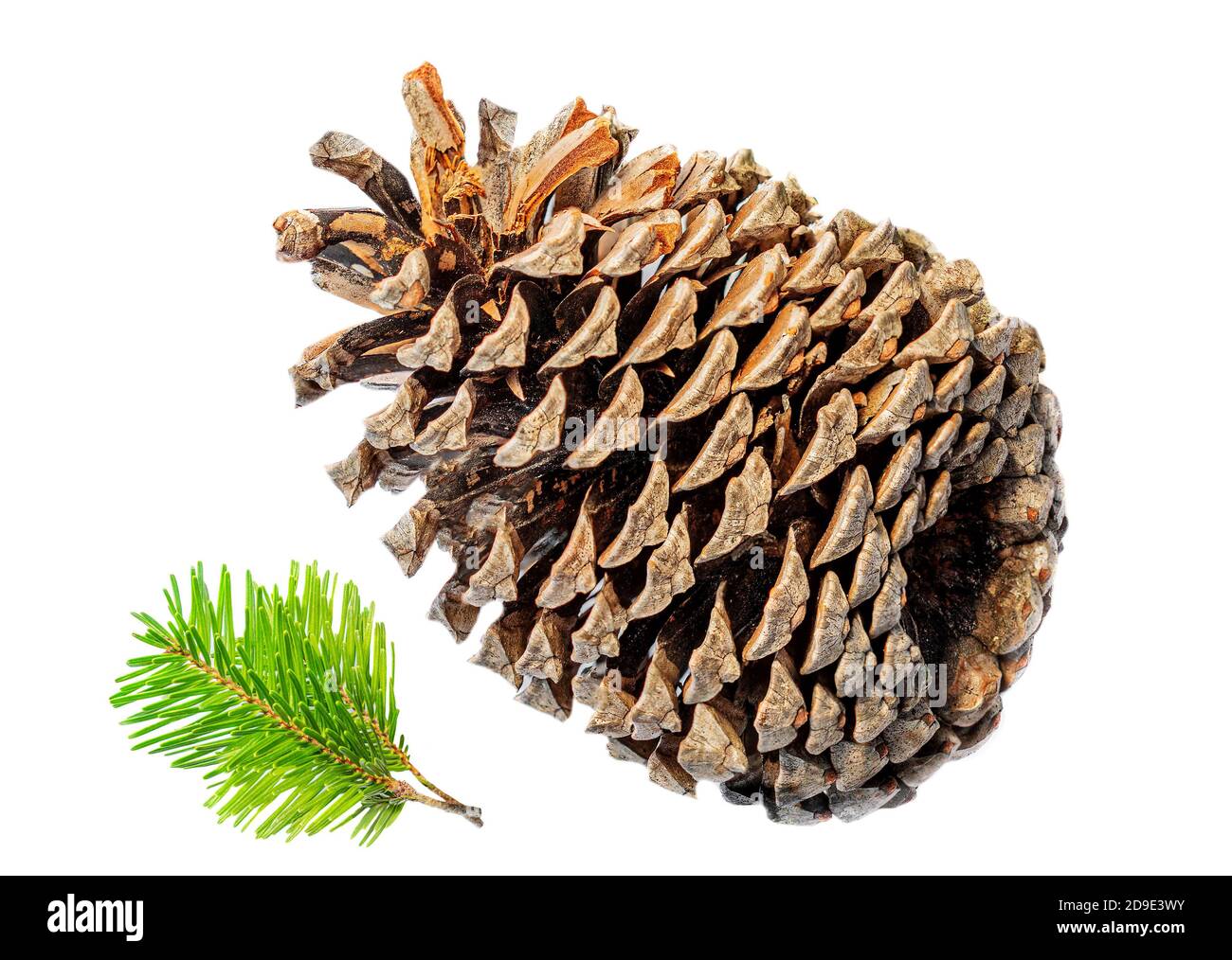 Fir Branch of Christmas tree with pine cones isolated on white background. Creative winter concept Stock Photo