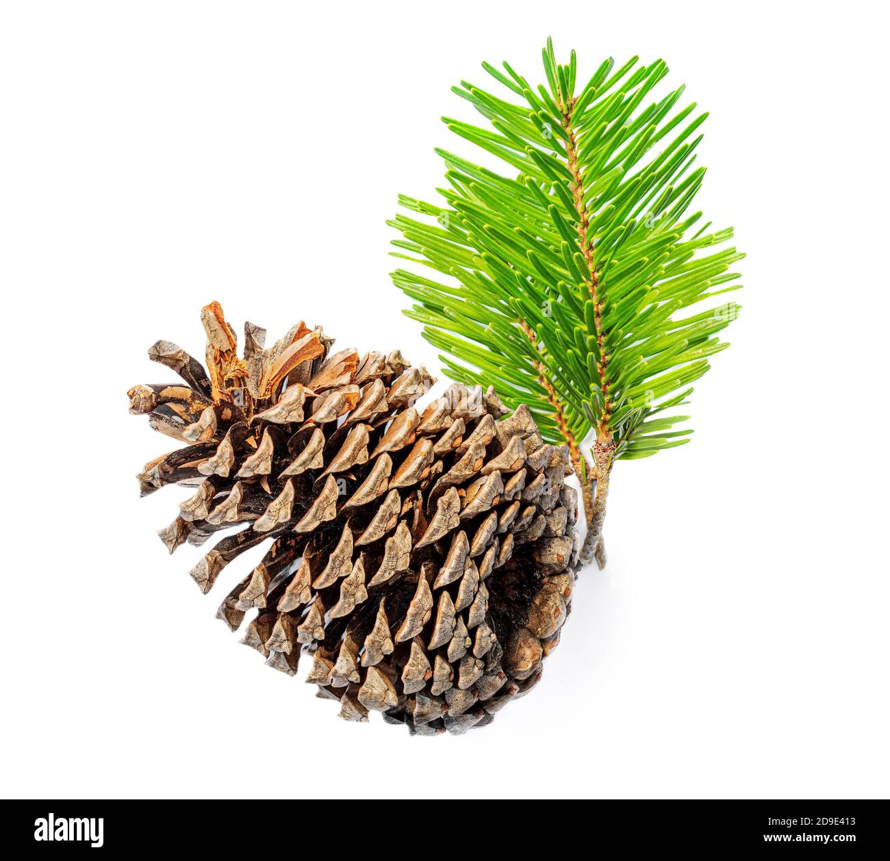 Fir Branch of Christmas tree with pine cones isolated on white ...
