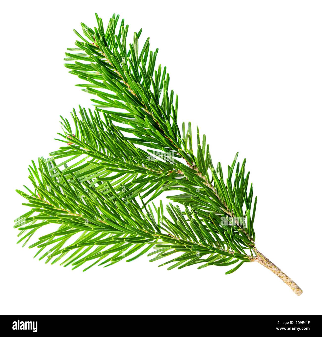 Fir tree branch isolated on white background. Christmas tree Branch
