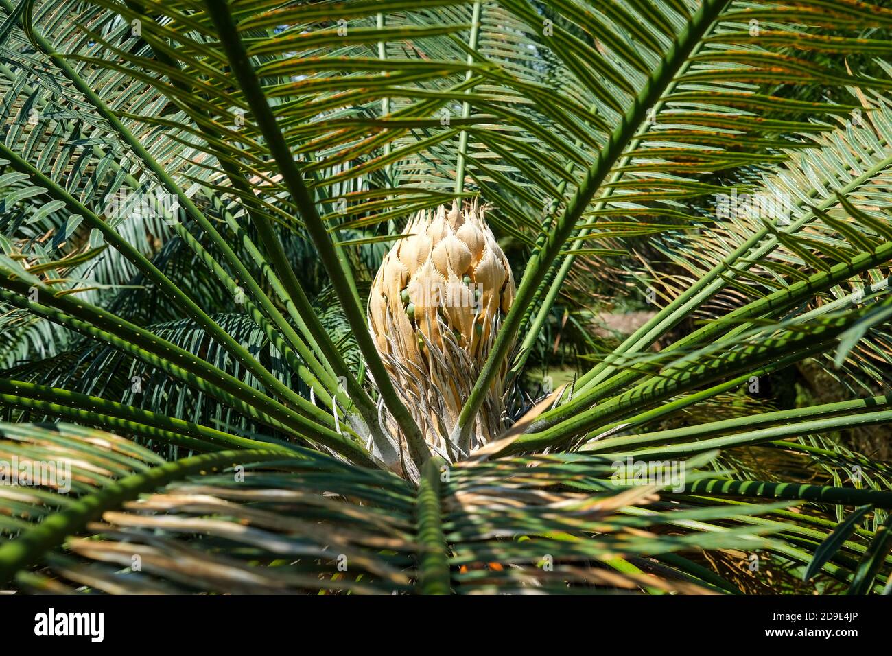 Cycas conferta is a species of cycad. It is native to rocky areas of the Northern Territory in Australia. Stock Photo