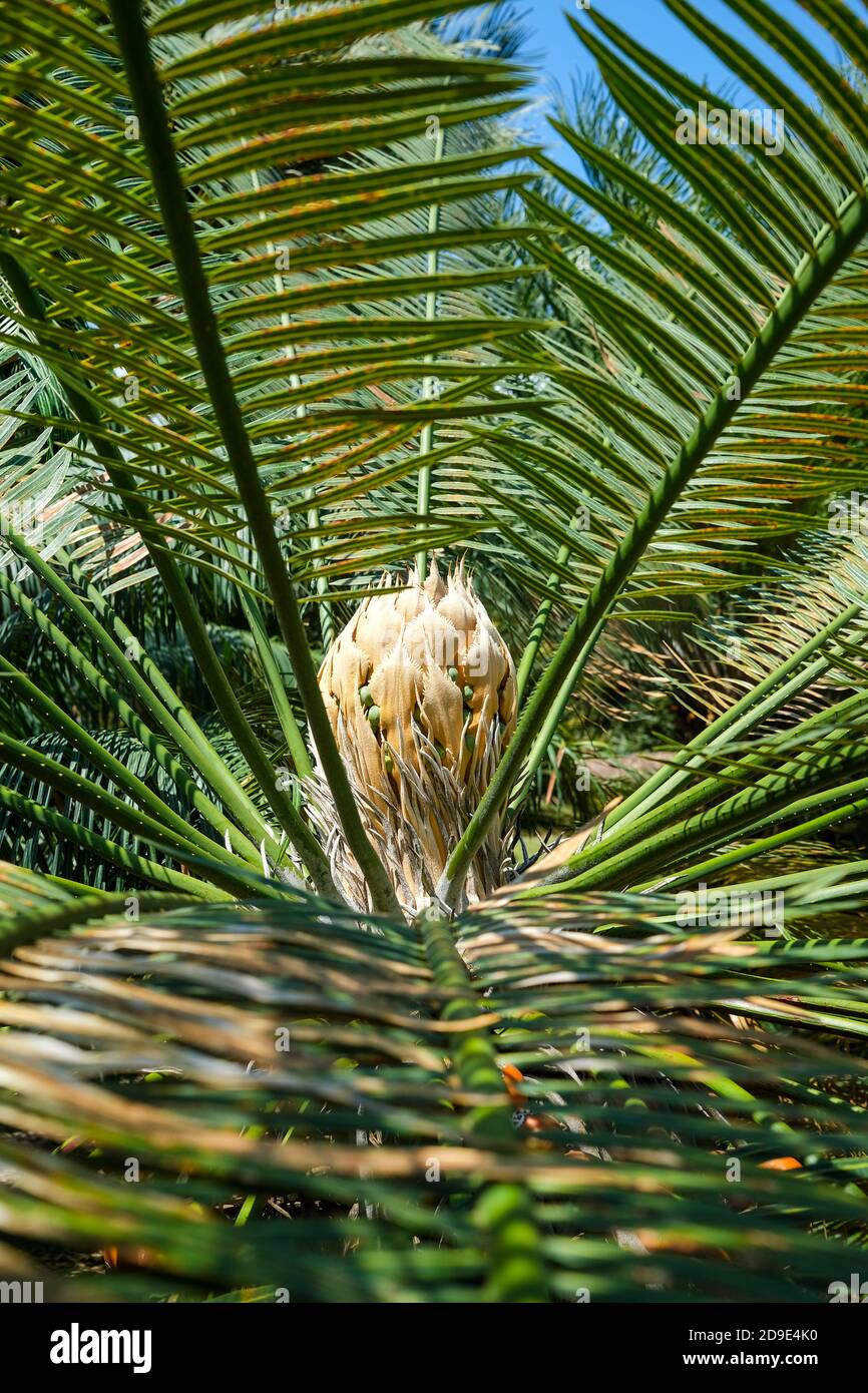 Cycas conferta is a species of cycad. It is native to rocky areas of the Northern Territory in Australia. Stock Photo