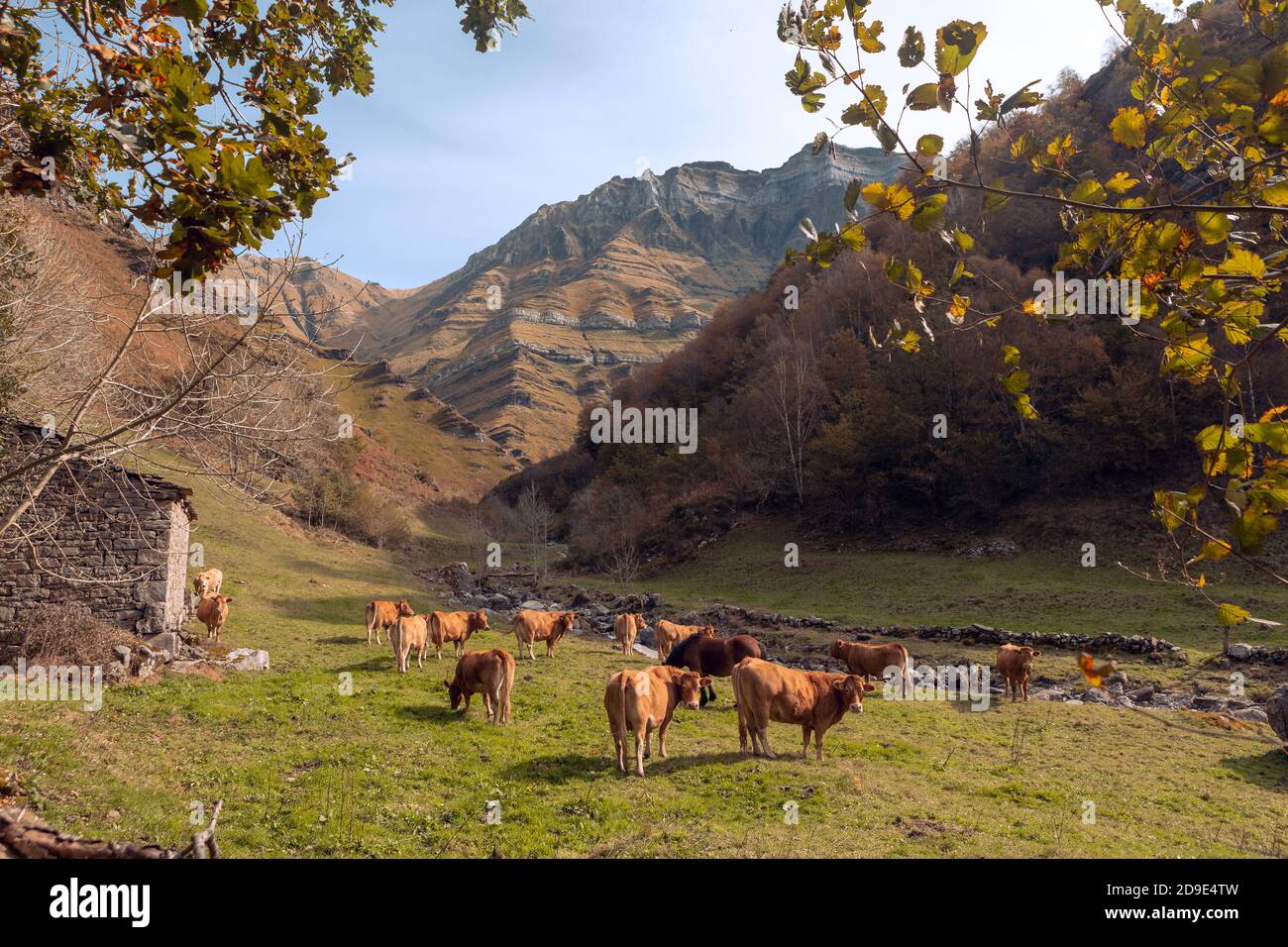 Small meadow with herd of go in the area of Vega de Pas. Stock Photo