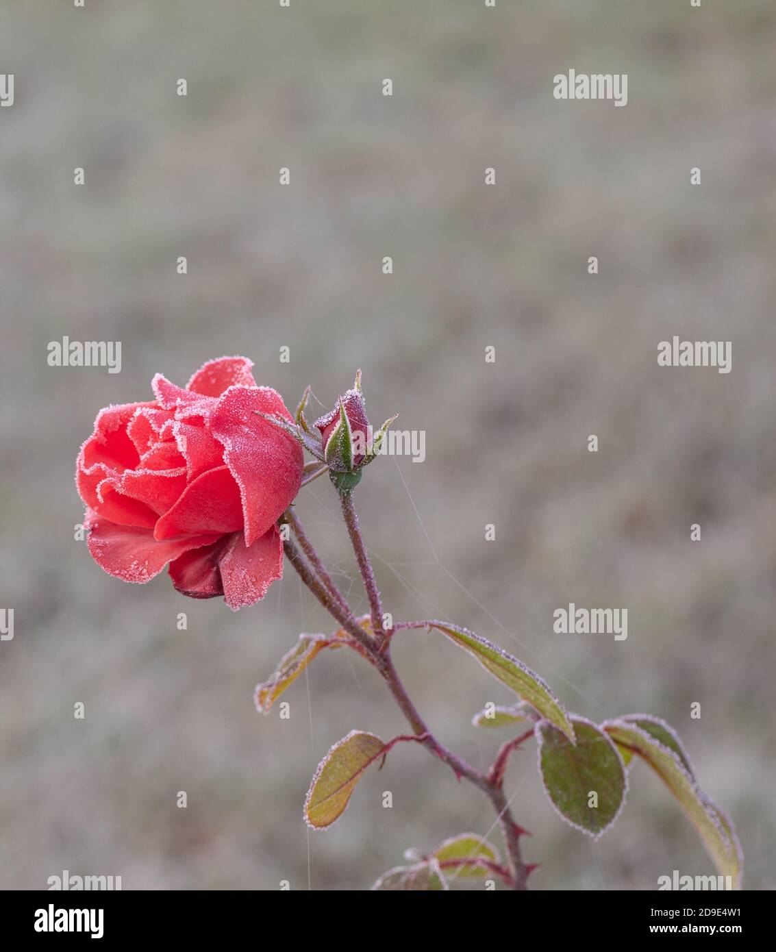 frozen red rose after the first frost in 2020, Giessen, Hessen, Germany  Stock Photo - Alamy