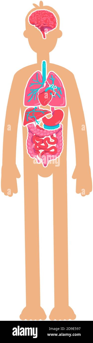 Human body anatomy flat color vector faceless character Stock Vector Image  & Art - Alamy