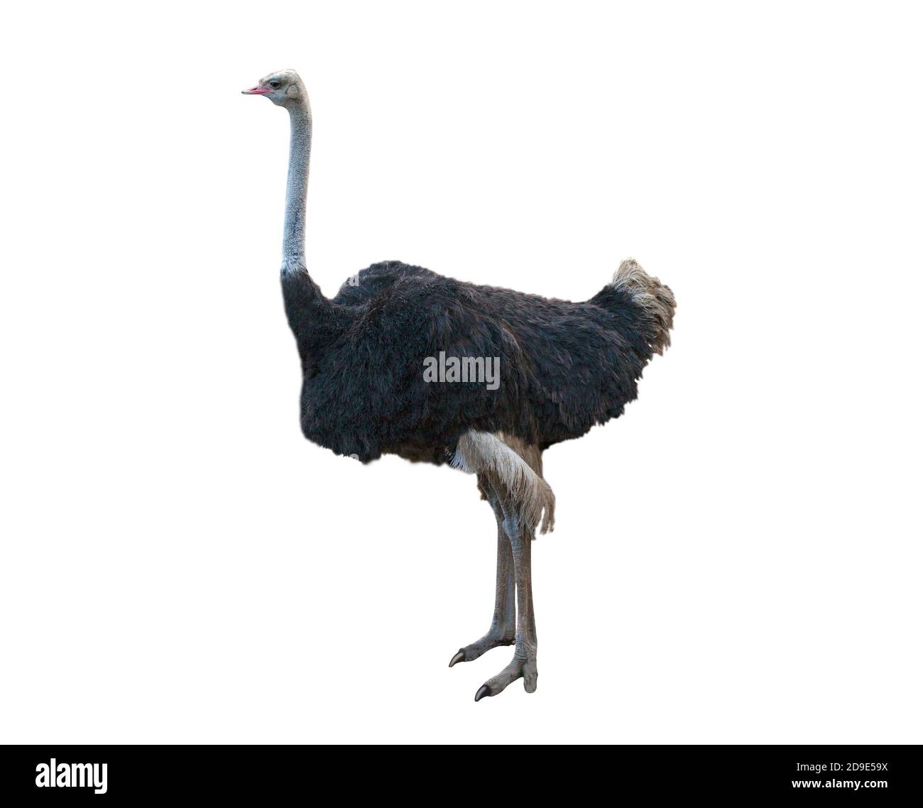 The common ostrich is a species of large flightless bird native to certain large areas of Africa in the order Struthioniformes. Image isolated on whit Stock Photo