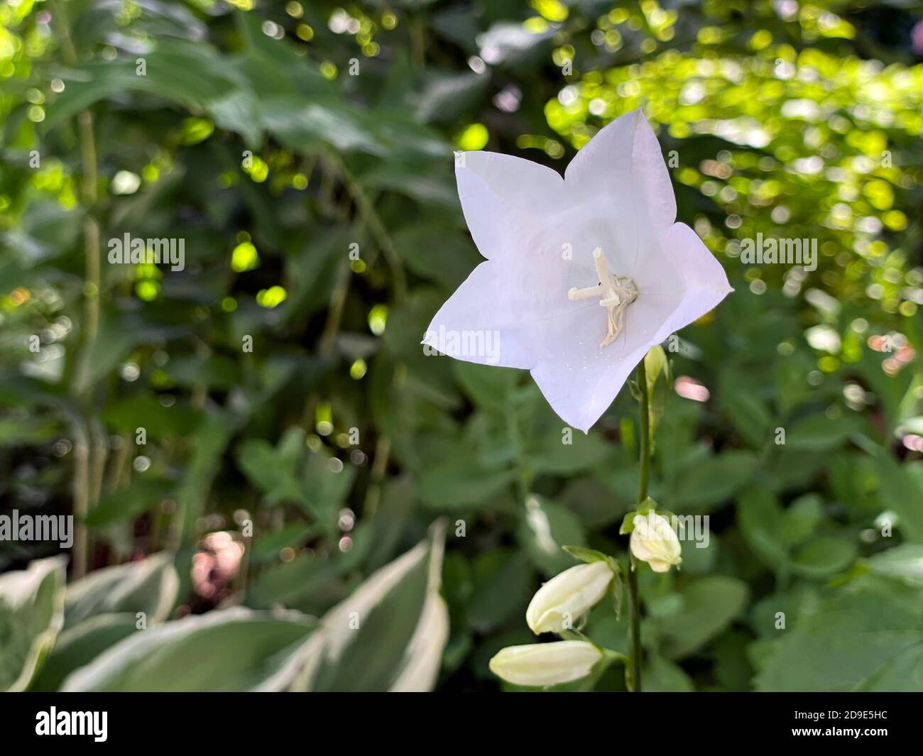 Green and white bell flowers hi-res stock photography and images - Page 5 -  Alamy