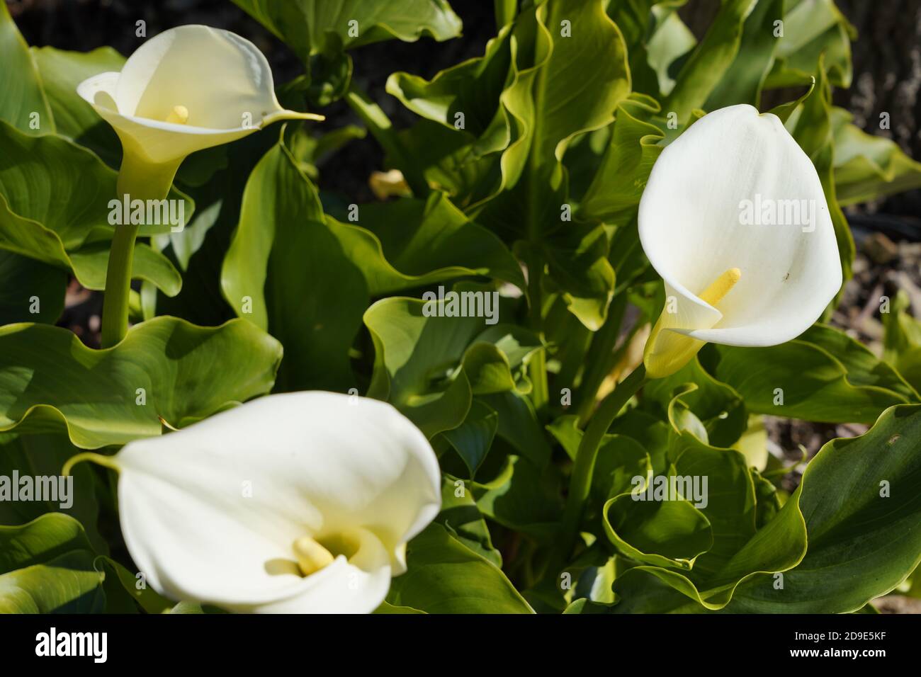 White Arum Lily Leaves High Resolution Stock Photography and Images Alamy