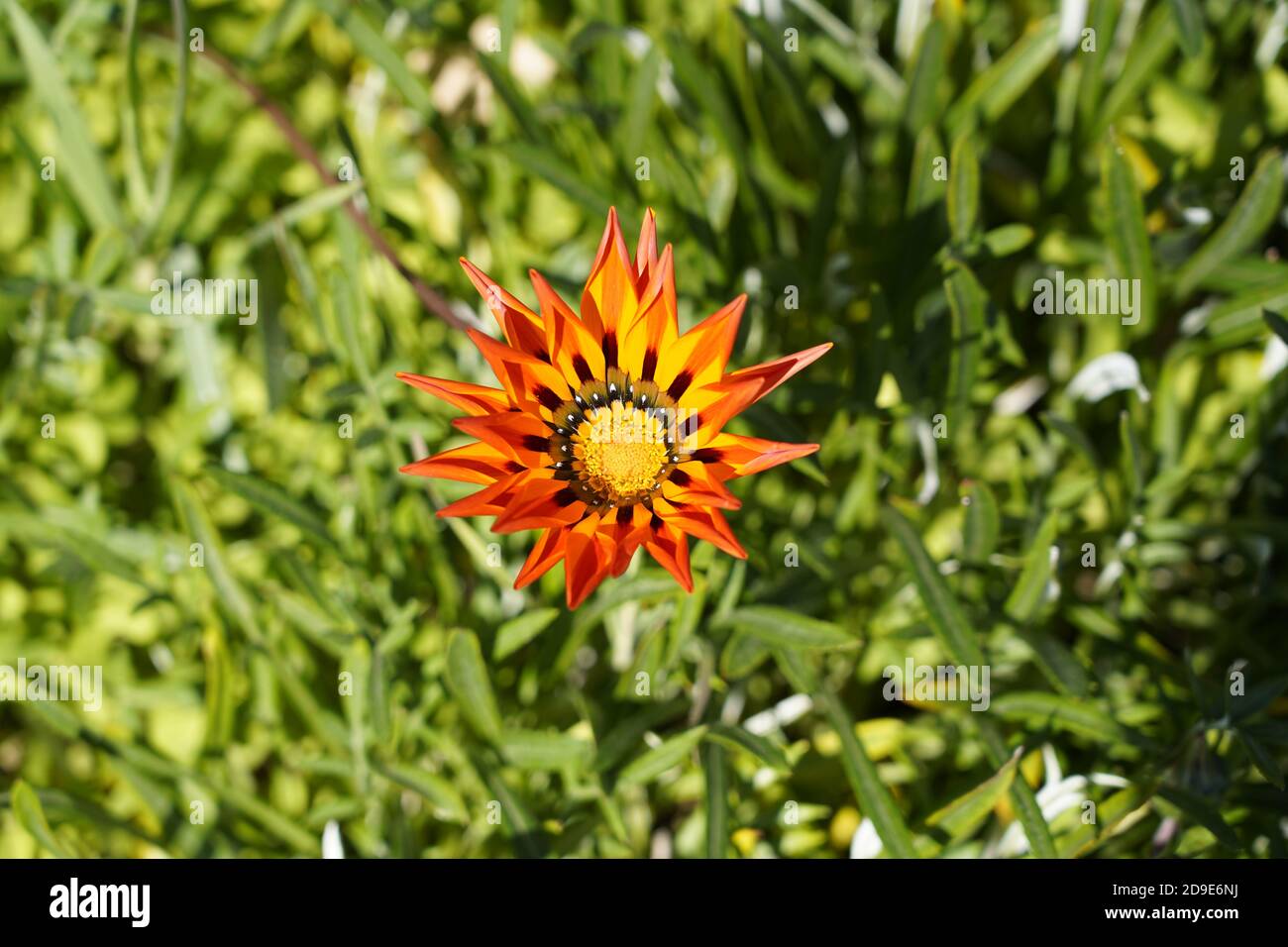 The power of plants, vibrant colour at Chiltern, Victoria, Australia