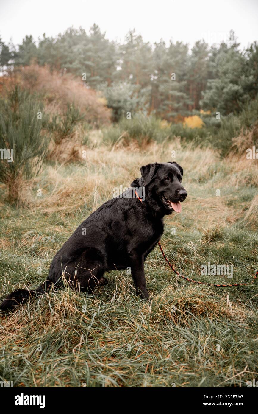 Black Dog on a walk in the woods Stock Photo - Alamy