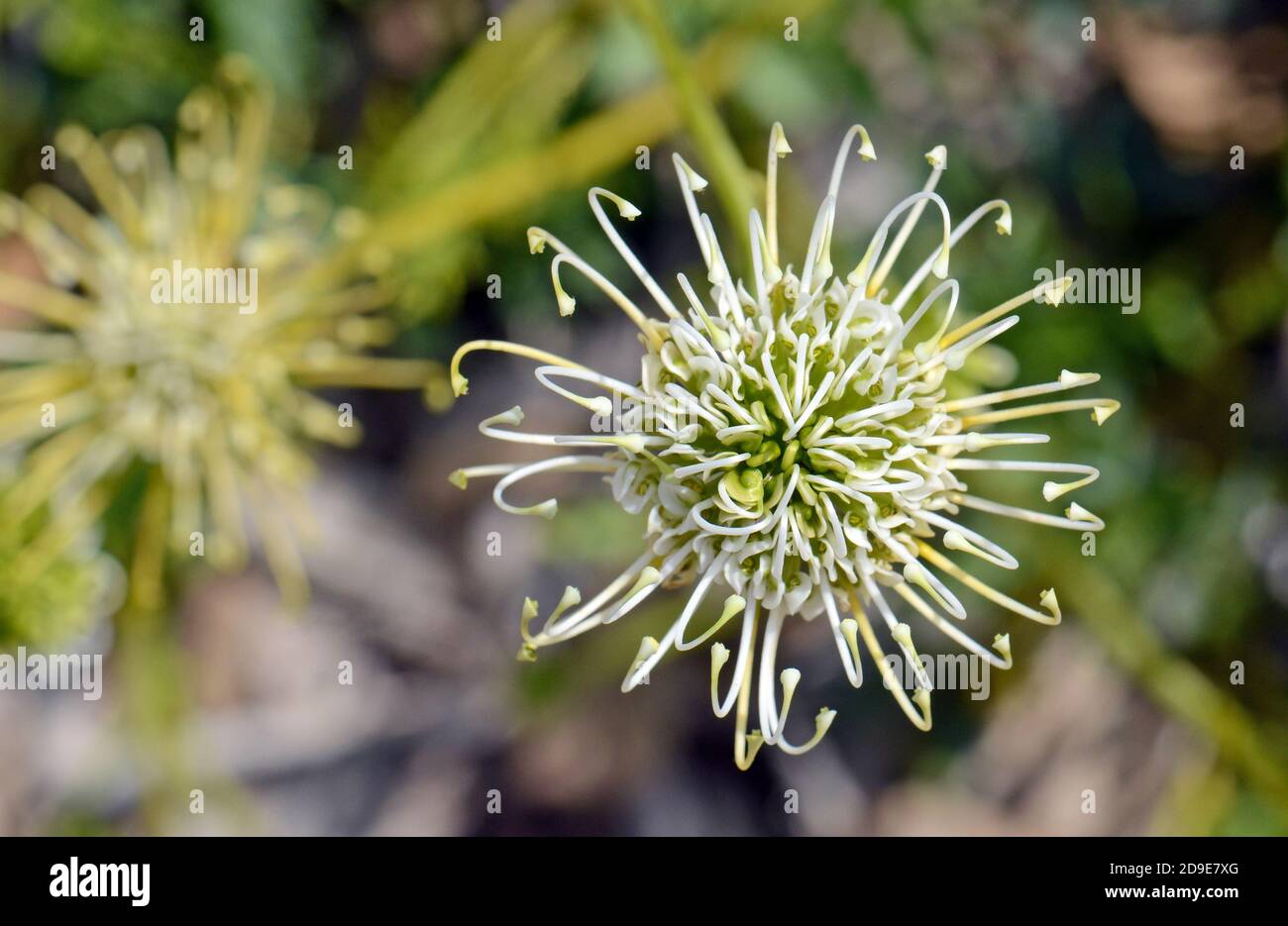 Overhead view of an Australian native Grevillea scapigera flower, family Proteaceae. Common name is the Corrigin Grevillea. Listed as endangered. Ende Stock Photo