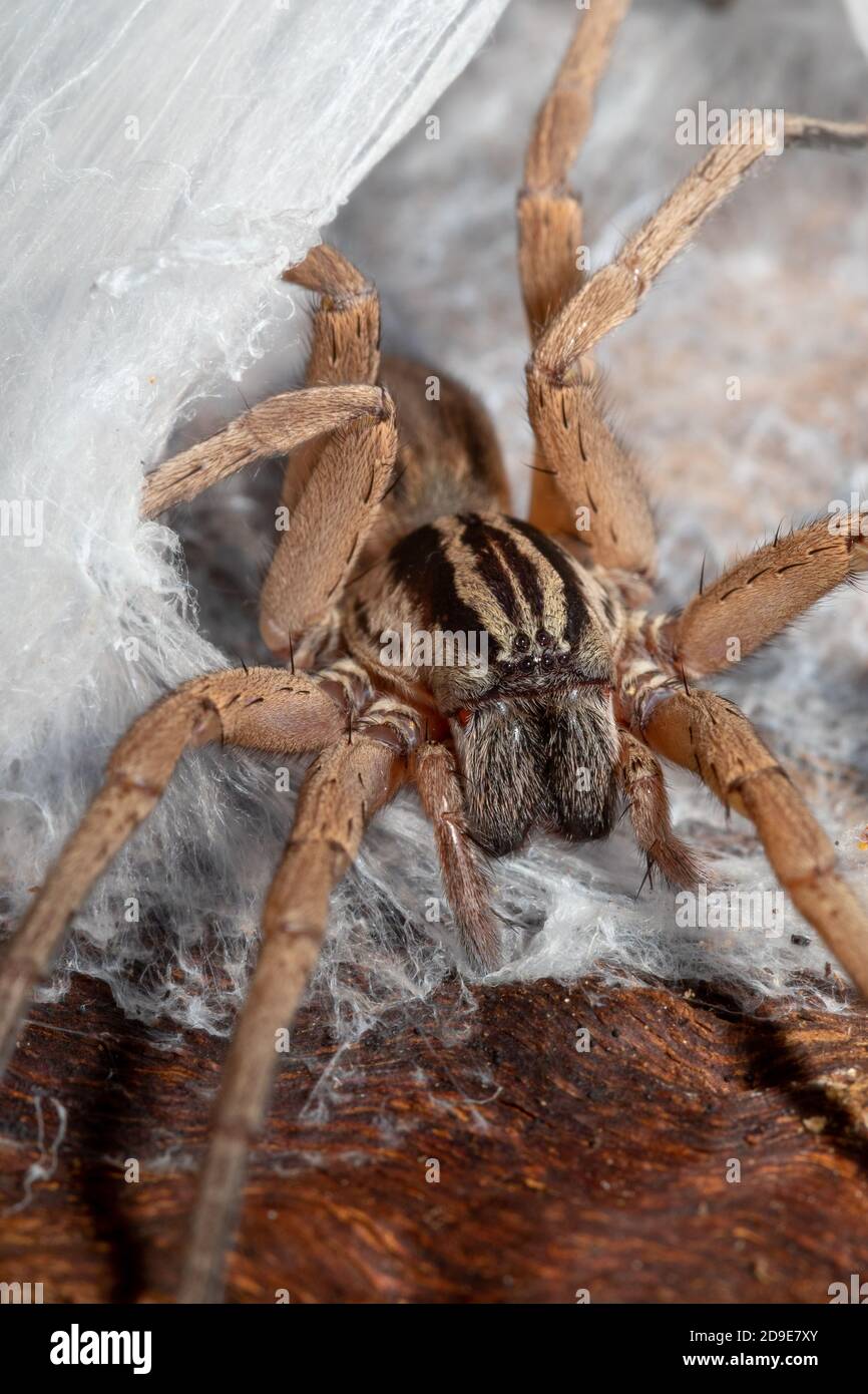 Miturga species, known as prowling spiders, at the entrance of its webbed burrow. This genus of ground-dwelling spider common to eucalyptus forests. Stock Photo