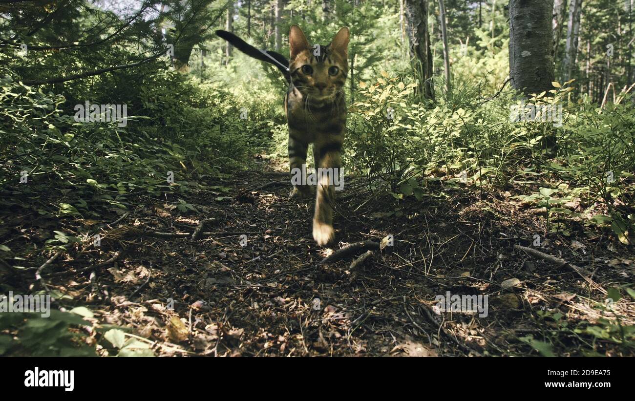 Bengal Reed One cat in a city park. Bengal wildcat walk on the forest in collar ...