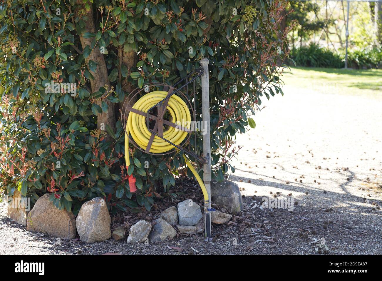 Yellow hosepipe, garden hose reel at Rutherglen, Victoria, Australia ...