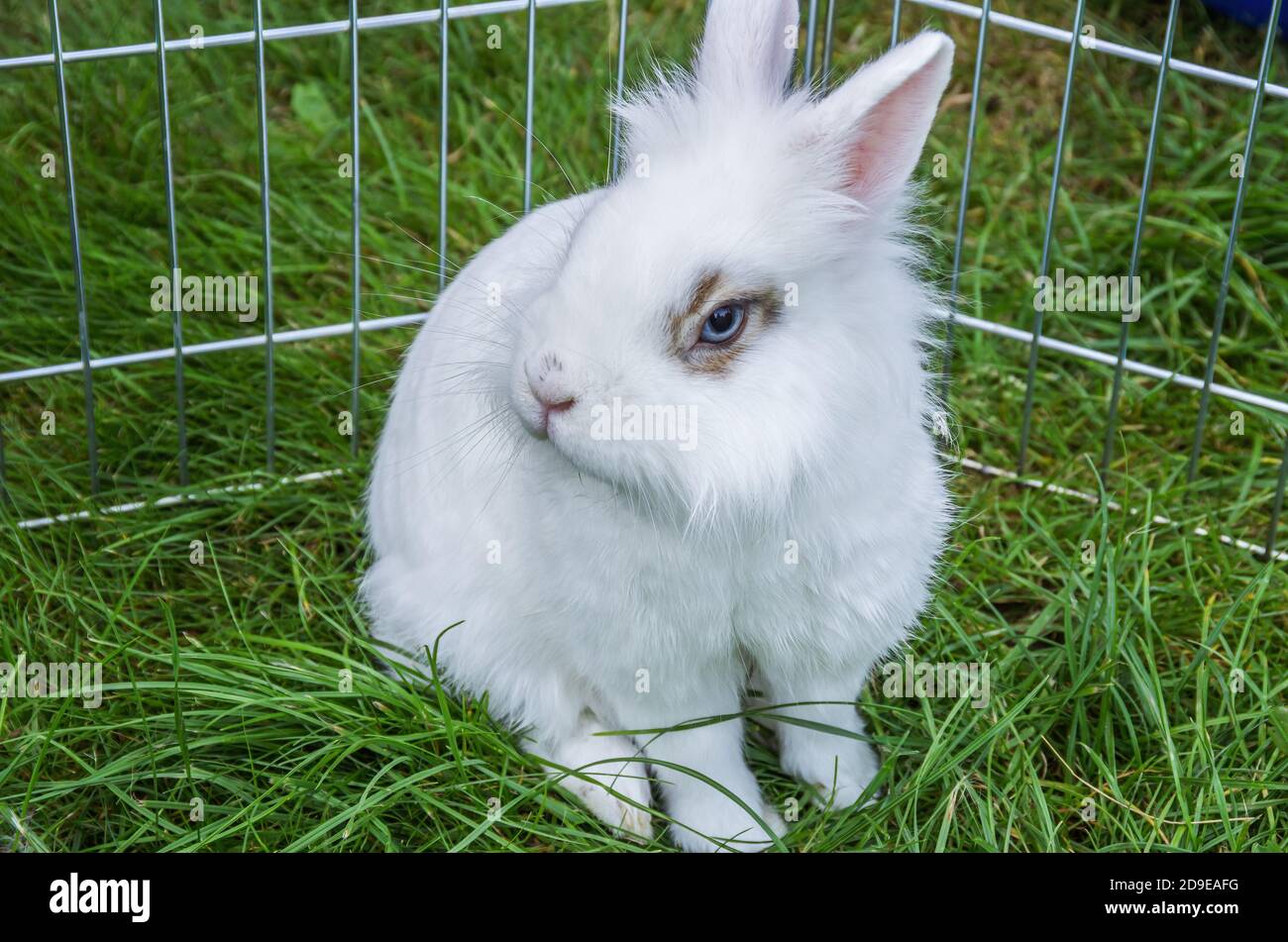 White lionhead rabbit in a free range cage on a piece of grass Stock Photo Alamy