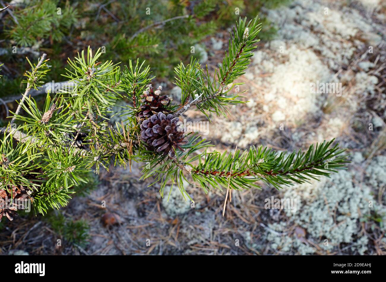 Pine tree cone needles hi-res stock photography and images - Alamy