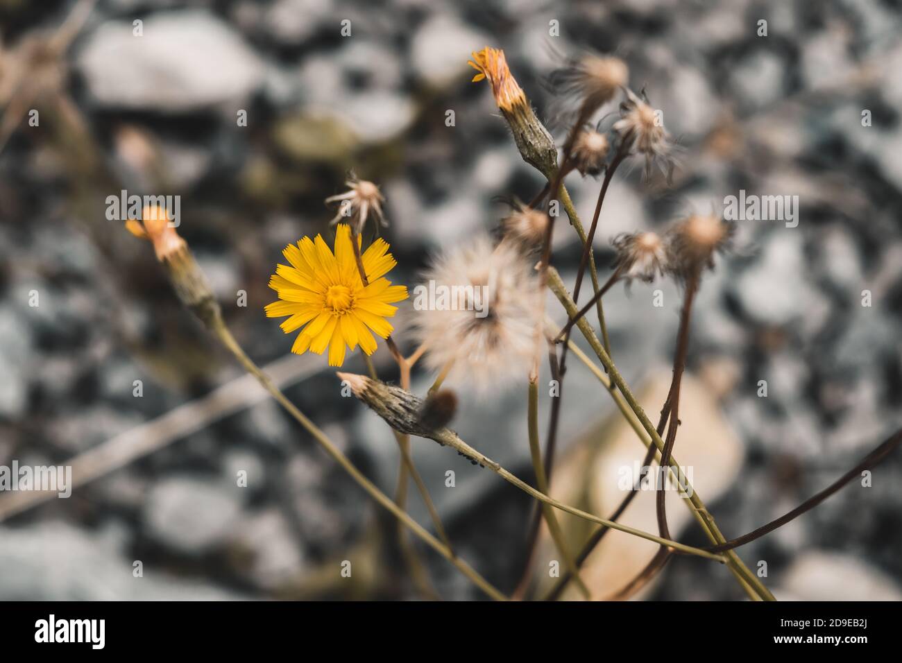Two dandelions growing together. Yellow and white flowers in bloom. Old and young concept, evolution process, before and after a big life change. Stock Photo