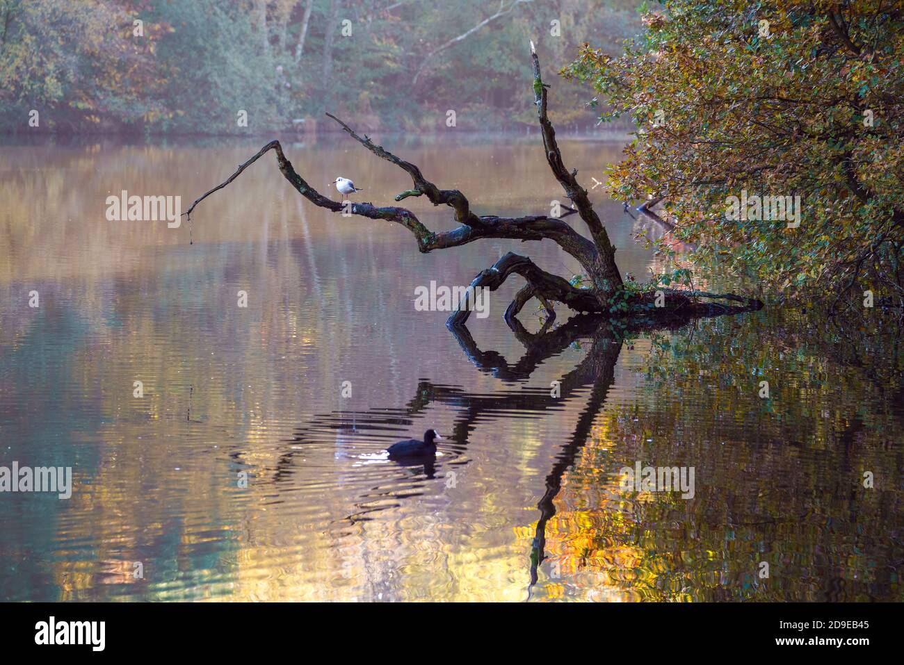 Seagull resting on a dead tree at Douster pond in West Sussex Stock Photo