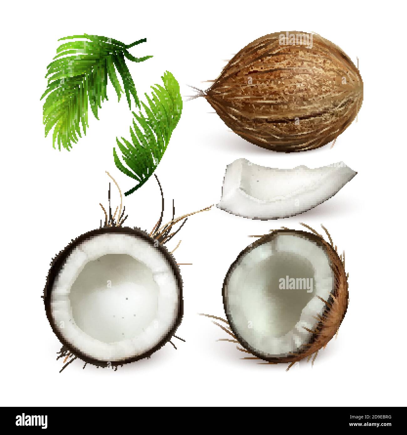 Coconut Tropical Tree Nut And Branch Set Vector Stock Vector