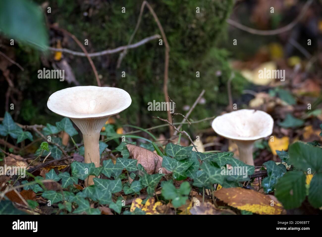 Trooping Funnel (Clitocybe geotropa) long stemmed mushroom Stock Photo