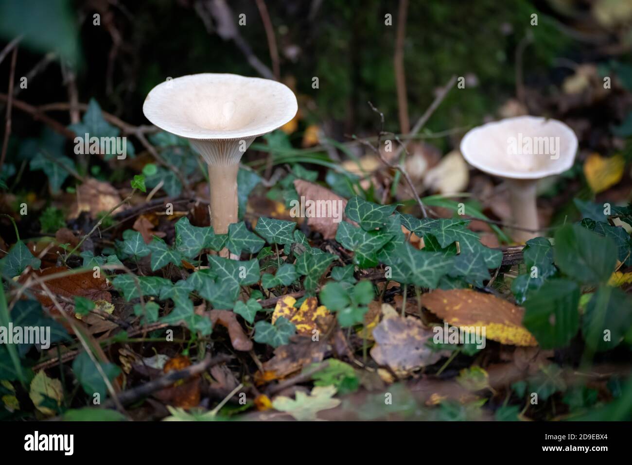 Trooping Funnel (Clitocybe geotropa) long stemmed mushroom Stock Photo