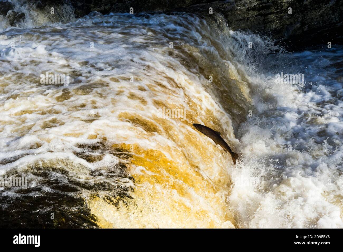 Salmon (Salmo Salar) making their way up the upper reaches of The River Ribble at Stainforth Force, Stainforth, North Yorkshire, England, UK. Stock Photo