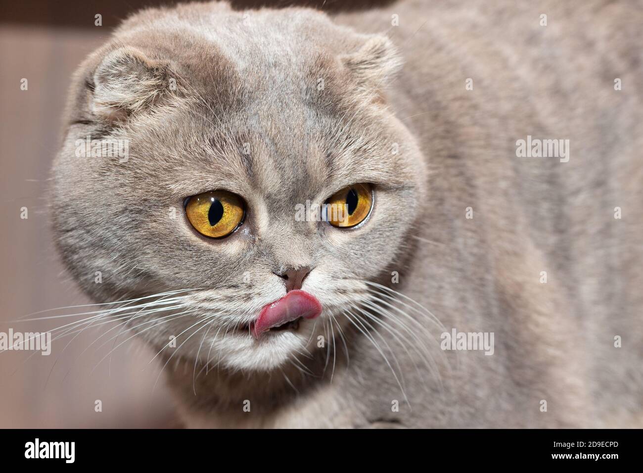The Scottish fold cat licks its lips and looks away with yellow eyes