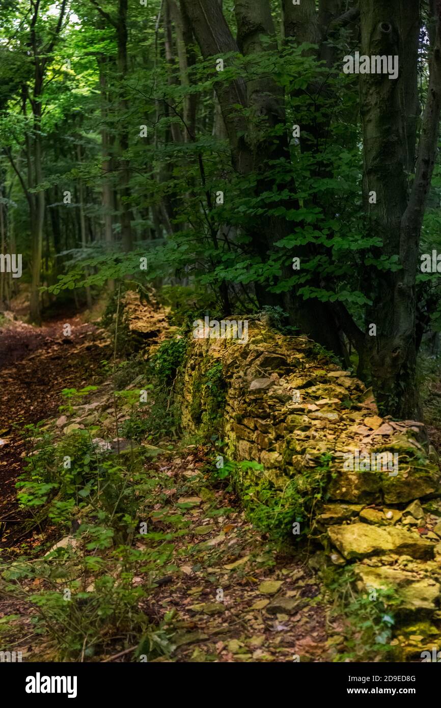 Standish Woods, Gloucestershire Stock Photo Alamy