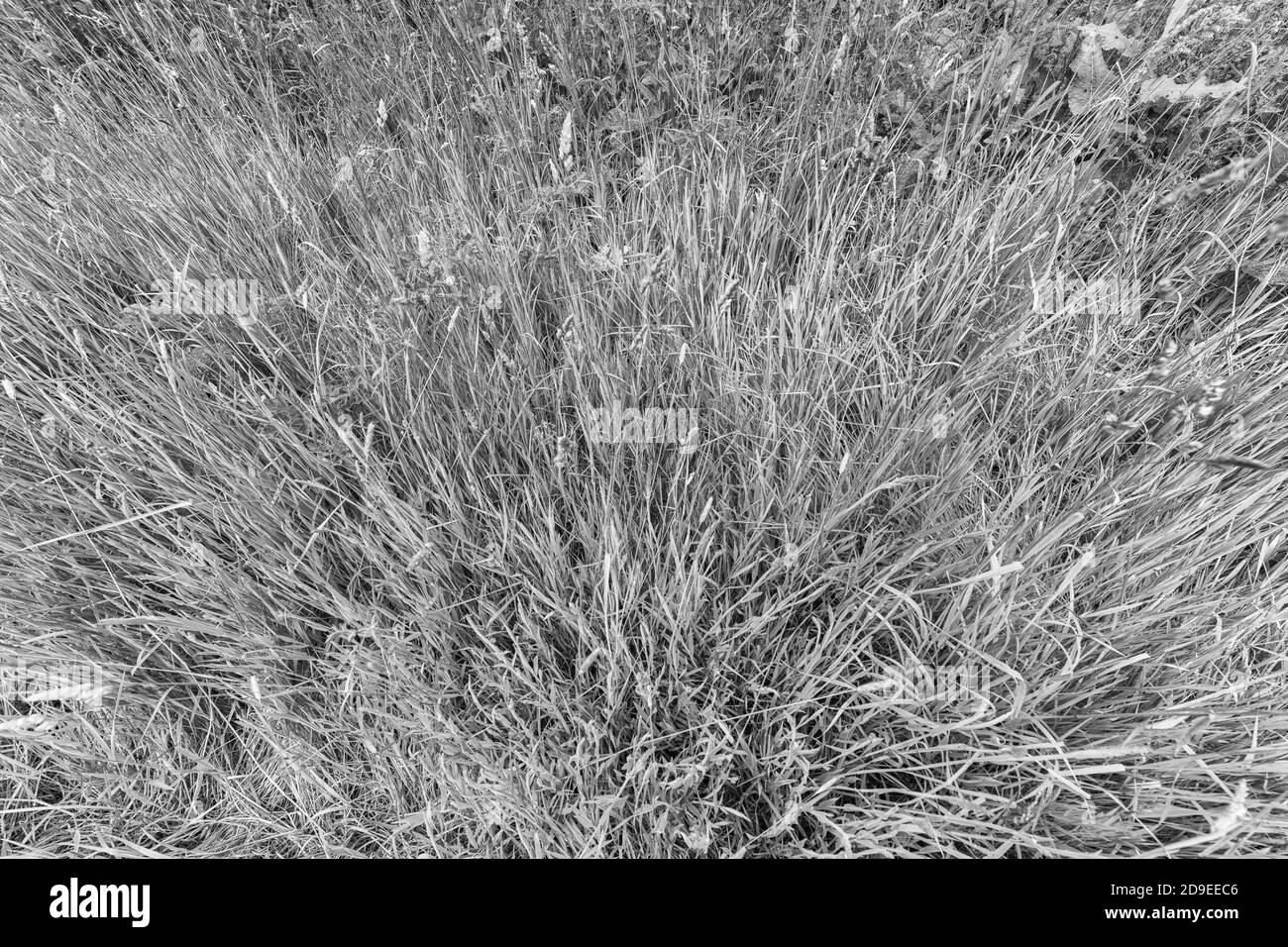 Black & white abstract wide angle shot of a tuft of large / long grass in a rural road grass verge, emphasising the depth. Overgrown metaphor. Stock Photo