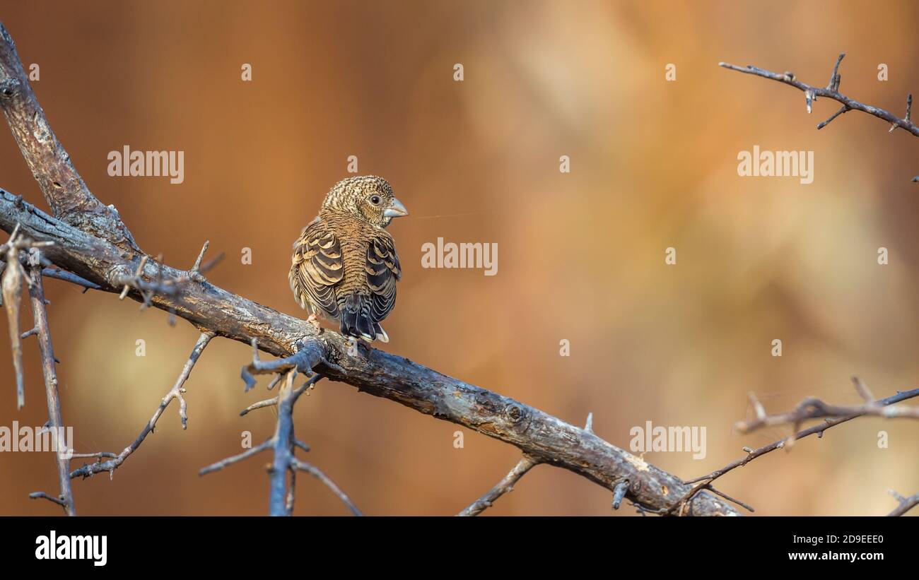 Cut throat finch female standing on a branch rear view in Kruger National park, South Africa ; Specie Amadina fasciata family of Estrildidae Stock Photo