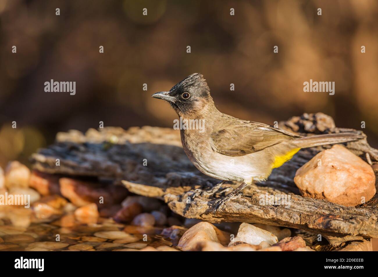 Dark capped Bulbul standing at waterhole in Kruger National park, South Africa ; Specie Pycnonotus tricolor family of Pycnonotidae Stock Photo