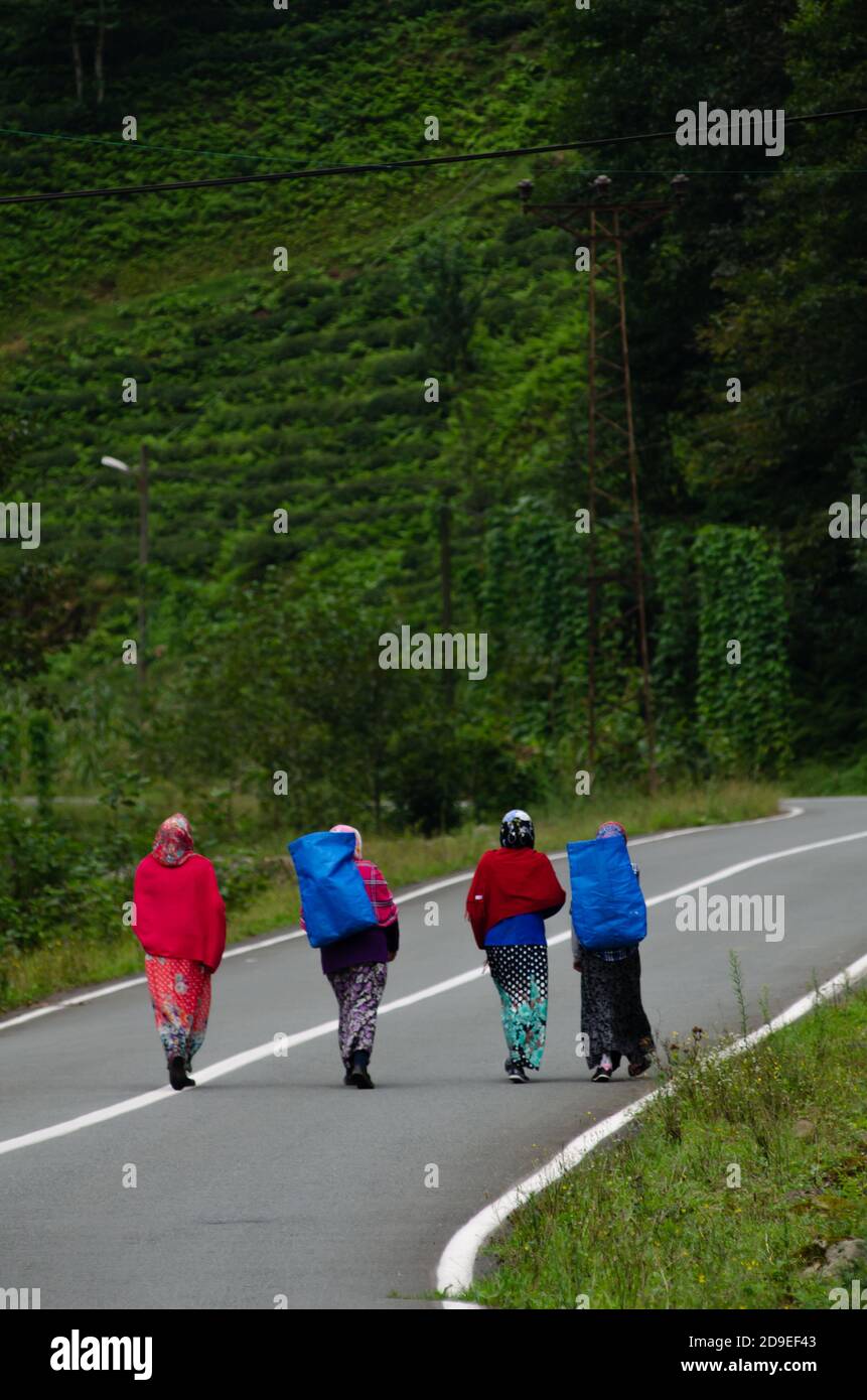 Rize, Turkey, September 5th 2014  Young Turkish women returning home after picking tea in the terraced fields of the Black Sea Mountains near Rize, No Stock Photo