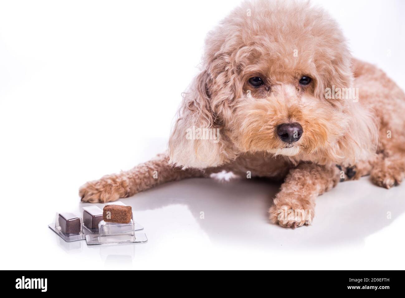 Poodle pet dog with beef chewables for heartworm protection treatment Stock Photo