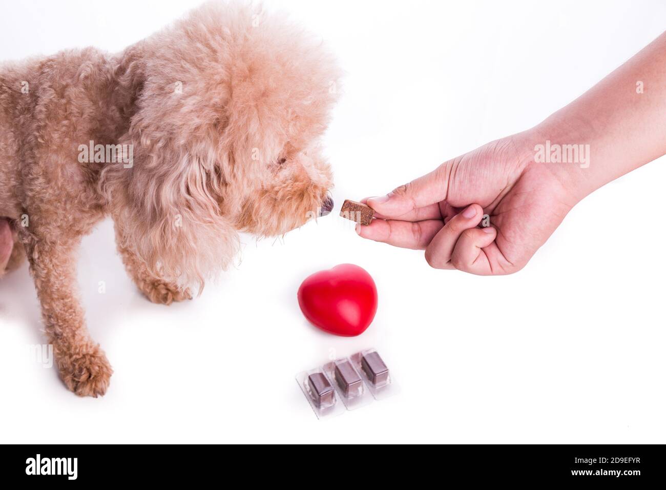 Hand feeding pet dog with chewable to protect from heartworm Stock