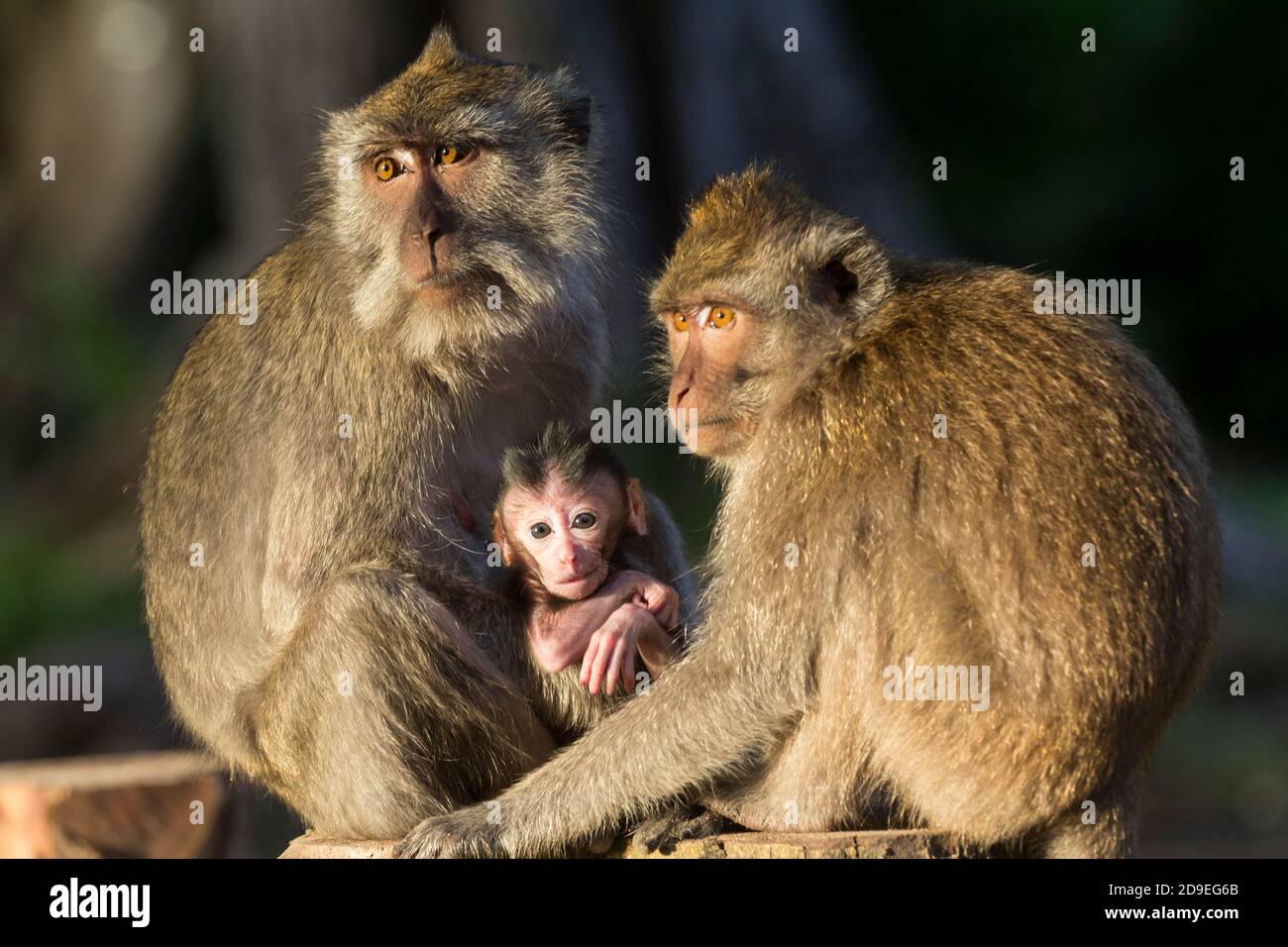 The long tailed monkey is one of the wild animals that can easily be found in Baluran National Park, Situbondo, East Java, Indonesia. Stock Photo