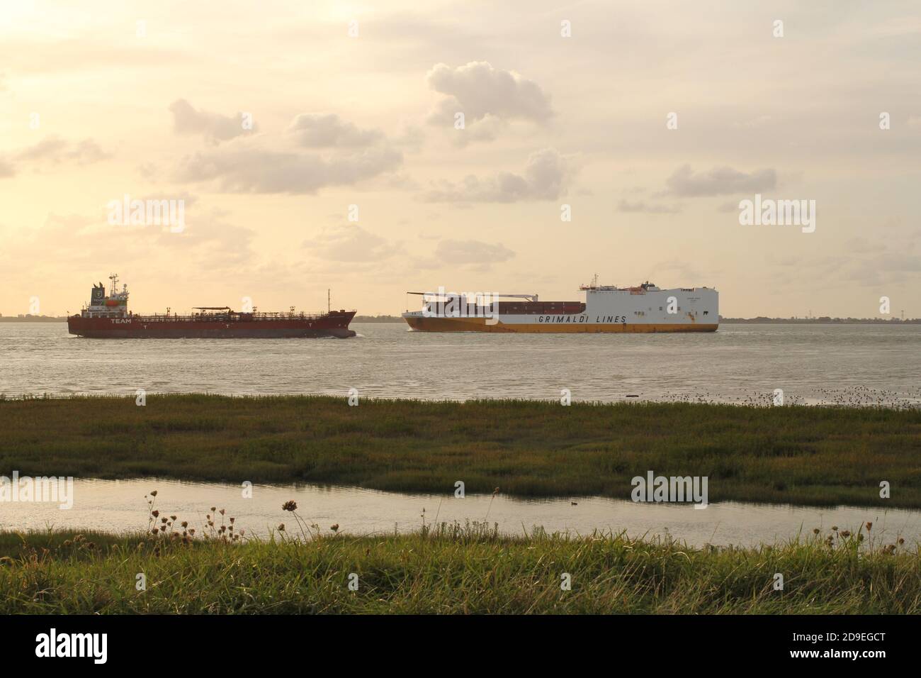 a cargo ship and a gas tanker are passing the green estuary in the westerschelde sea in zeeland, the netherlands Stock Photo