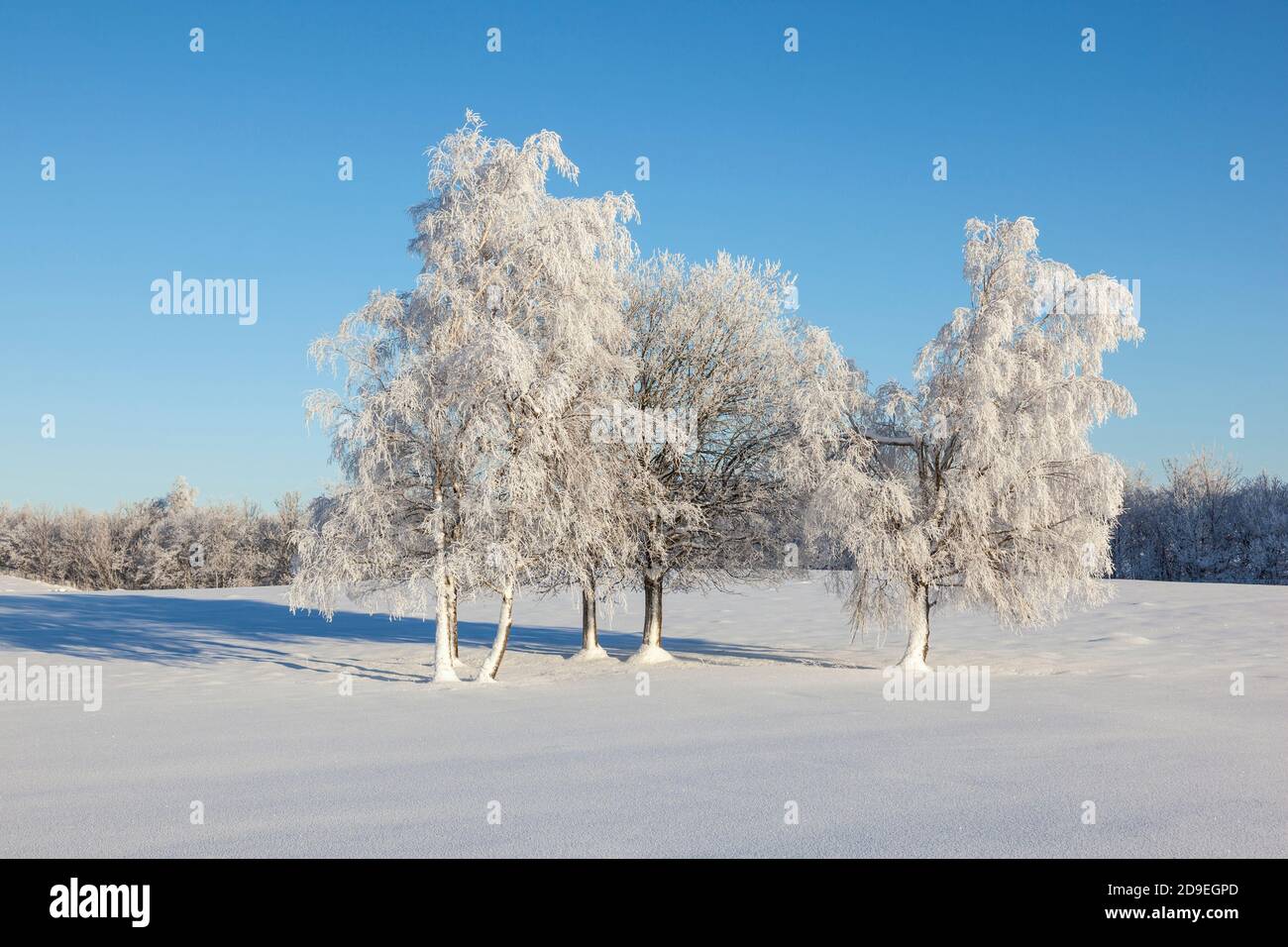 Hoarfrost covered trees in a field Stock Photo