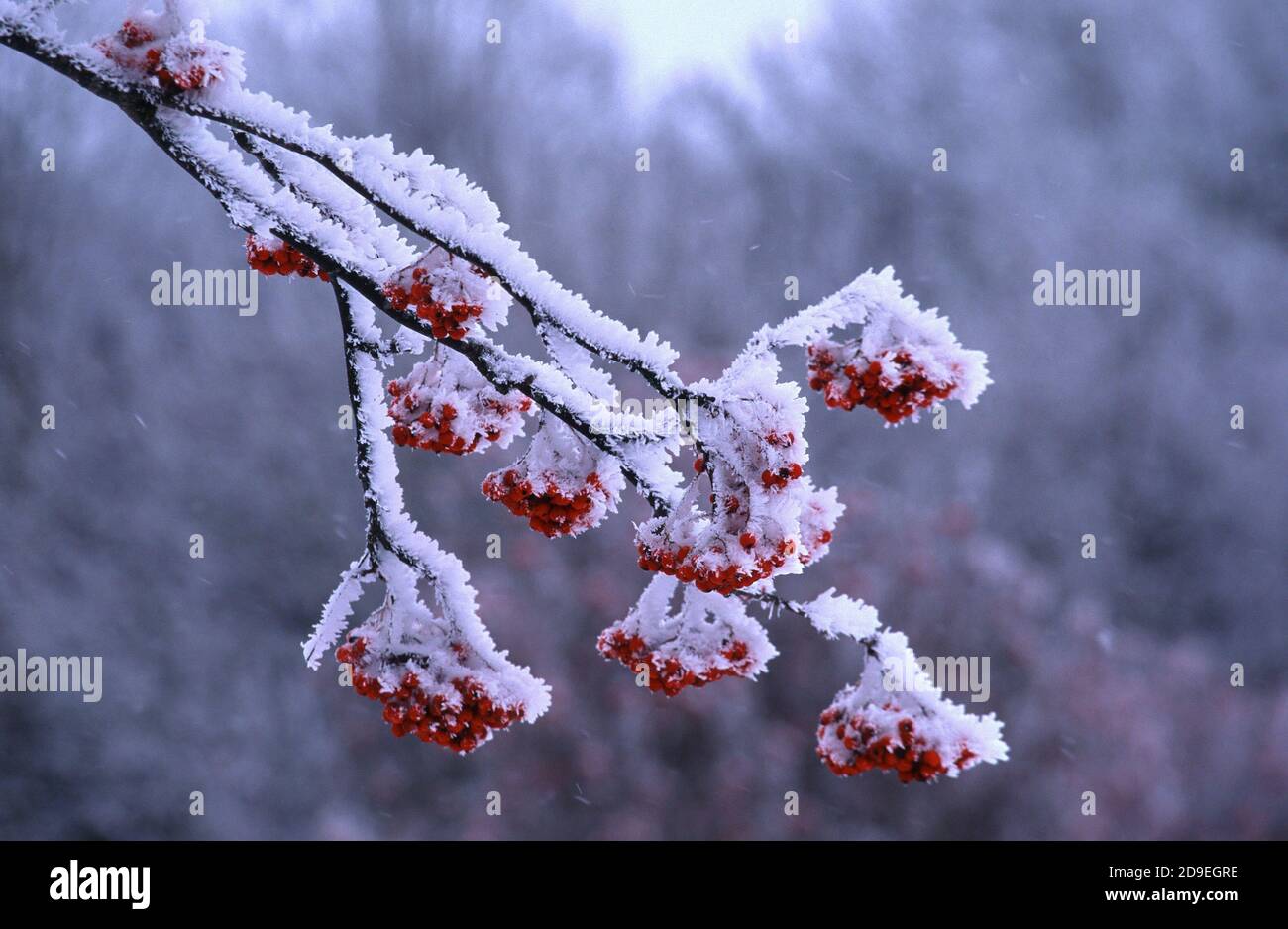 ashberry on a snowy tree branch Stock Photo