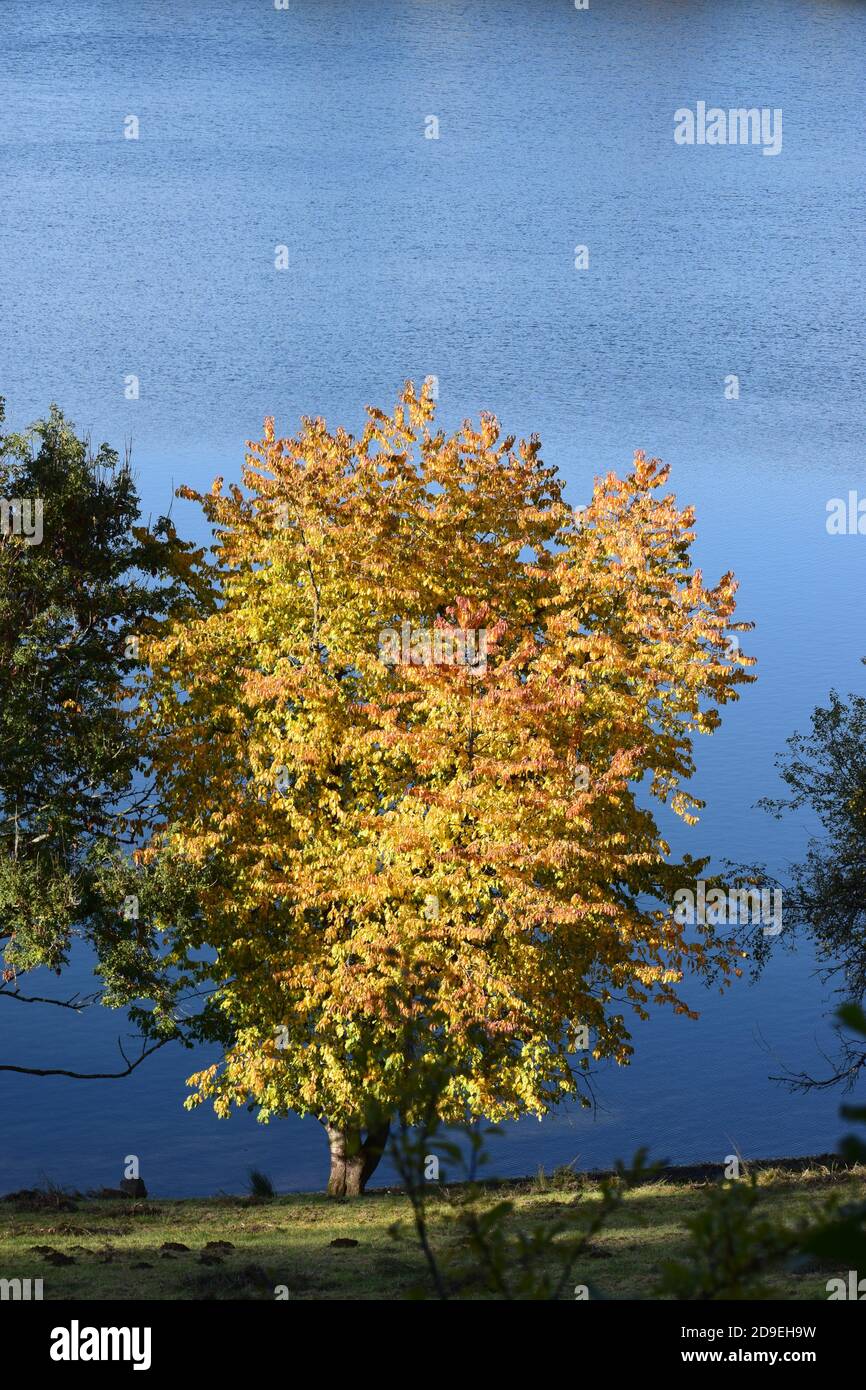 autumn at Weinfelder Maar Stock Photo - Alamy