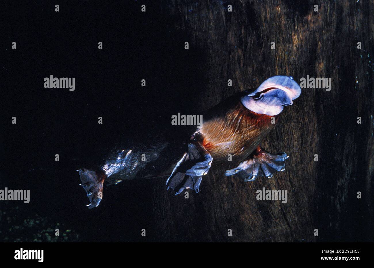 PLATYPUS ornithorhynchus anatinus, ADULT SWIMMING, UNDERWATER VIEW ...